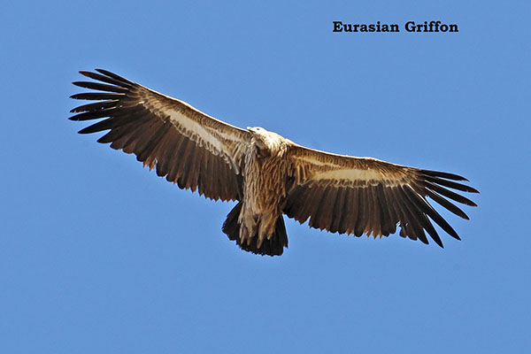 Eurasin Griffon by Bob Cossins